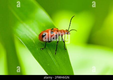 Neolema à six points (Neolema sexpunctata) - Virginie États-Unis Banque D'Images