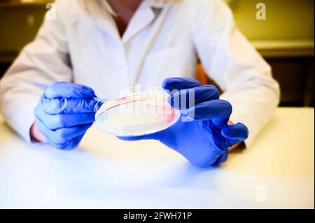 Happy Female Reasercher ramasser une colonie d'une bactérie rouge culture à partir d'une plaque de pétri portant des gants verts dans un moléculaire laboratoire de biologie pour l'i Banque D'Images