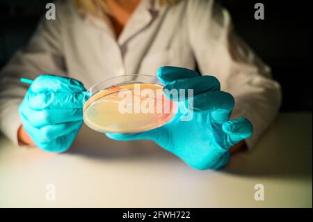 Happy Female Reasercher ramasser une colonie d'une bactérie rouge culture à partir d'une plaque de gélose portant des gants verts dans un moléculaire laboratoire de biologie pour l'is Banque D'Images