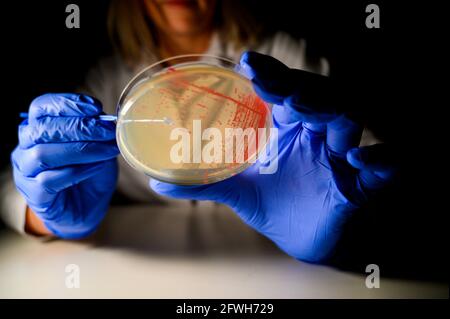 Happy Female Reasercher ramasser une colonie d'une bactérie rouge culture à partir d'une plaque gélosée dans un laboratoire de biologie moléculaire pour l'isolement de Banque D'Images