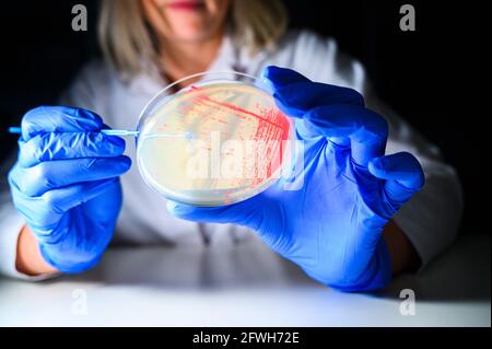 Happy Female Reasercher ramasser une colonie d'une bactérie rouge culture à partir d'une plaque de gélose portant des gants bleus dans un moléculaire laboratoire de biologie pour l'iso Banque D'Images