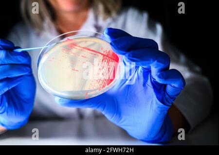 Reasercher femelle ramassant une colonie d'une culture bactérienne rouge d'une plaque de gélose portant des gants bleus en biologie moléculaire laboratoire pour l'isolement Banque D'Images