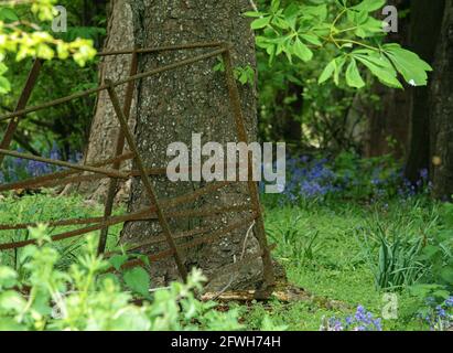 la clôture rouillé de stylo de mouton portable penche contre un arbre sur Le bord de la forêt de la glade avec des cloches anglaises Banque D'Images