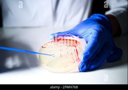 Reasercher ramassant une colonie d'une culture bactérienne rouge de plaque de gélose avec bâton bleu portant des gants dans un moléculaire laboratoire de biologie pour l'isol Banque D'Images