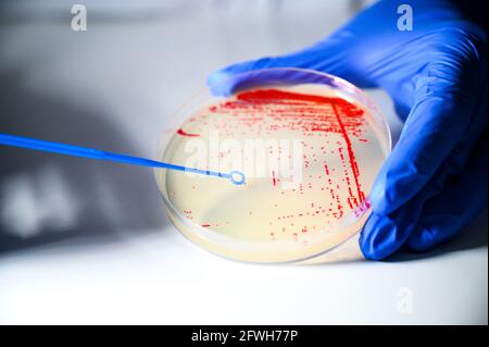 Reasercher ramassant une colonie d'une culture bactérienne rouge de plaque de gélose avec bâton bleu dans un laboratoire de biologie moléculaire pour l'isolement du médicament r Banque D'Images