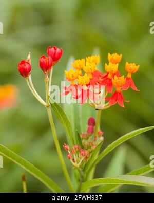 Fleurs de milkaded tropicales (Asclepias curassavica) alias fleur de sang, buisson de coton, hierba de cucaracha, herbe de papillon mexicaine, laque de scarlet Banque D'Images