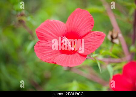 Fleur d'hibiscus rouge - États-Unis Banque D'Images