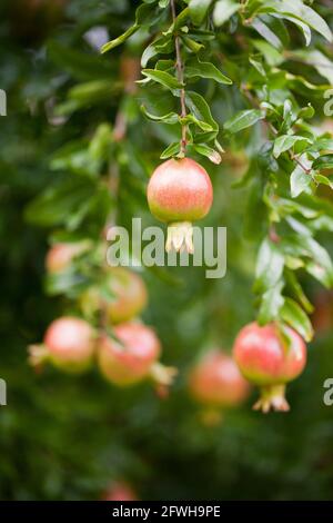 Fruits nains de grenade sur arbre (Punica granatum Nana) Banque D'Images