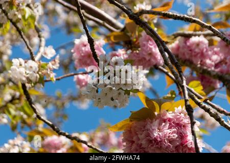 Une vue rapprochée des fleurs d'un japonais cerisier ou prunus serrule Banque D'Images