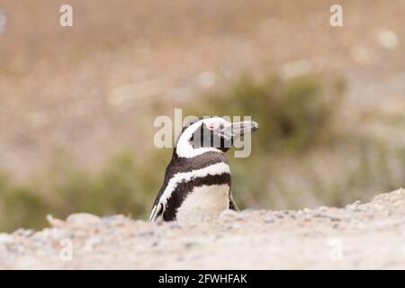 Serin cini de Caleta Valdes colonie de pingouins, Patagonie, Argentine. La faune de l'Argentine Banque D'Images