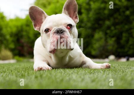 Bulldog français avec membrane nictitante Banque D'Images