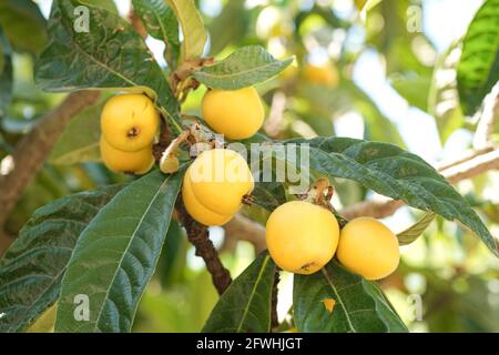 Délicieux loquats branche d'arbre de fruits en été, bio alimentation saine produits Banque D'Images