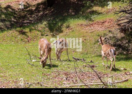 Jeunes spécimens de cerfs de Virginie ou de cerfs d'Europe dans la Sierra de Cazorla. Le nom scientifique est Dama dama, parfois appelé Cervus dama, c'est une spe Banque D'Images