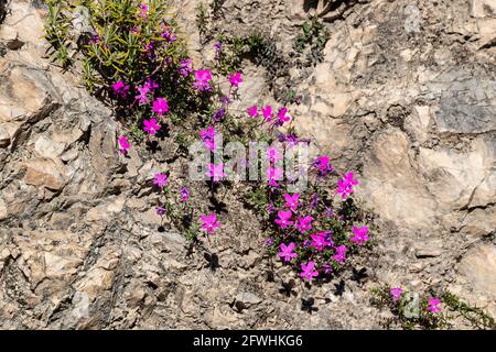 La Violeta de Cazorla ou Viola cazorlensis est une espèce endémique de la Sierra de Cazorla, Segura et Las Villas, d'une nature rupicole, il fleurit Banque D'Images