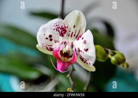 Orchidée Phalaenopsis fleur blanche avec des points violets à la maison. Gros plan, mise au point sélective Banque D'Images