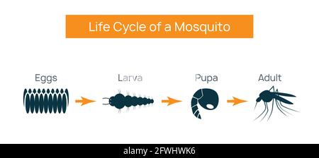 Moustique cycle de vie insecte. Vecteur d'oeufs de reproduction d'eau larva aedes Illustration de Vecteur