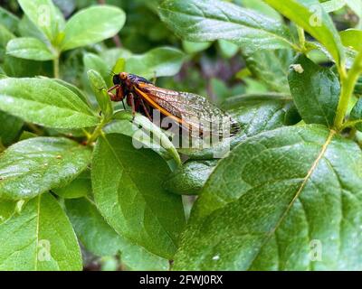 Une cicada de la couvée X repose sur une feuille dans une cour suburbaine sur un après-midi d'été chaud dans le nord de la Virginie aux États-Unis. Banque D'Images