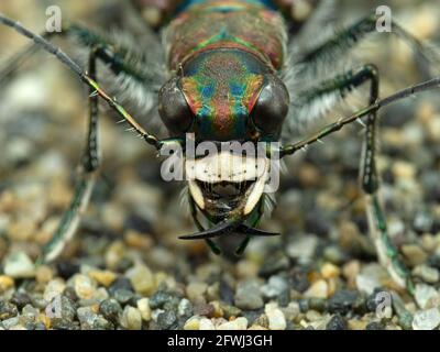 Gros plan sur le sable d'un coléoptère tigre prédateur de l'Ouest, Cicindela oregona Banque D'Images