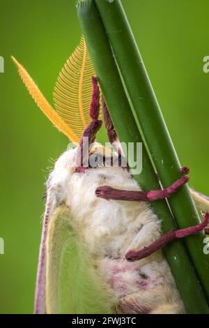 Gros plan d'un Luna Moth (Actias luna) accroché à une tige. Raleigh, Caroline du Nord. Banque D'Images