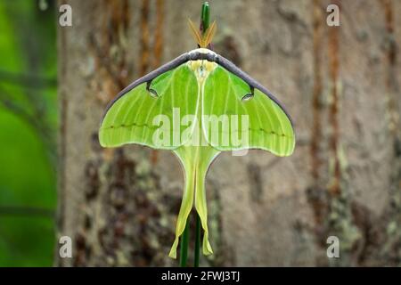 Vue de dessus d'un Luna Moth (Actias luna). Raleigh, Caroline du Nord. Banque D'Images