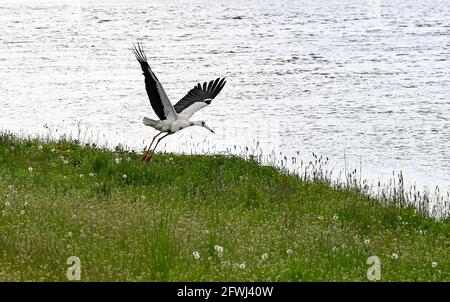 19 mai 2021, Brandebourg, Rühstädt : un cigote blanc survole d'une prairie de l'Elbe dans la Réserve de biosphère de l'UNESCO du paysage de l'Elbe-Brandebourg. Les habitants de Brandebourg peuvent profiter de la détente de la réglementation de Corona sur le week-end de Whitsun et de faire des excursions. Photo: Jens Kalaene/dpa-Zentralbild/ZB Banque D'Images