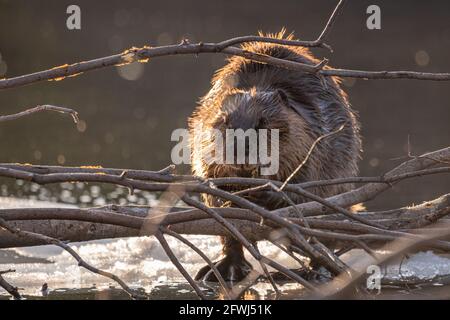 Un seul castor debout sur une bûche dans un lac au printemps, tout en mâchant des brindilles, des bâtons et des branches autour d'elle. Banque D'Images