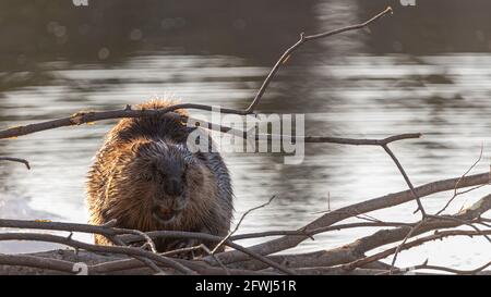 Un seul castor debout sur une bûche dans un lac au printemps, tout en mâchant des brindilles, des bâtons et des branches autour d'elle. Banque D'Images