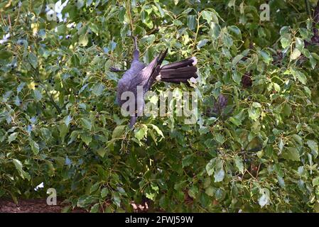 Un currawong à pied suspendu à l'envers dans un arbre plein de baies, ses talons saisissant une branche fermement Banque D'Images