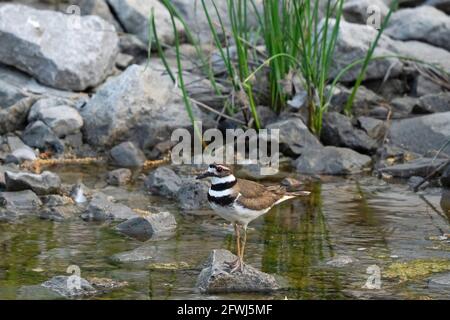 Killdeer, (Charadrius vociferus), oiseau perché sur une roche dans des eaux peu profondes d'un ruisseau Banque D'Images