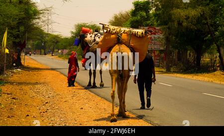 06 mai 2021 - Reengus, Sikar, Inde. Troupeau de chameaux en train d'être déplacé le long de l'autoroute d'état près de Jaipur. Saison d'été et temps sec en Inde. Banque D'Images