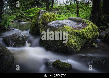 Naturschutzgebiet Höllbachtal im vorderen Bayerischen Wald Banque D'Images