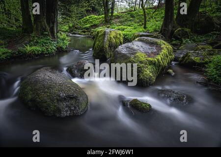 Naturschutzgebiet Höllbachtal im vorderen Bayerischen Wald Banque D'Images