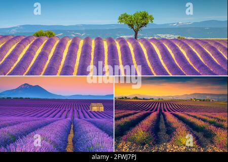 Collage de merveilleux champs de lavande avec des rangées fleuries en Provence. Concept de plantations de lavande violette, France, Europe Banque D'Images