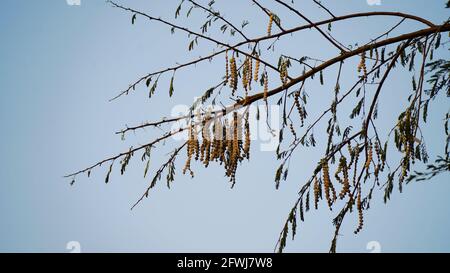 La lumière du soleil tombe sur les gousses vertes suspendues ou le grain. Longues gousses ou haricots de feuilles d'acacia ou de Babool avec fond bleu ciel. Banque D'Images