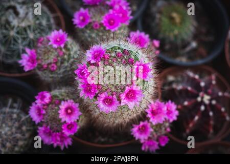 Mammillaria cactus, un type spécial avec des fleurs roses, arrière-plan flou Banque D'Images