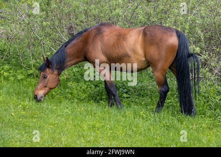 Des chevaux pur-sang se brisent sur un terrain vert. Banque D'Images