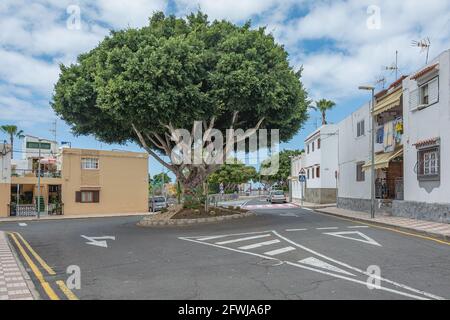 Une intersection de rond-point et un grand arbre au centre de l'intersection. (Espagne, île de Ténérife). Photo de stock Banque D'Images