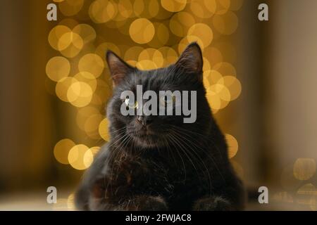 Noir Bombay PET Cat féral jaune bokeh Background Lights Banque D'Images