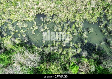 forêt inondée avec des troncs d'arbres flottant sur la surface de l'eau. paysage marécageux. vue de drone Banque D'Images