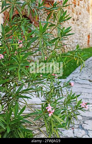 Kalmia latifolia fleurit dans la rue pavée de Jérusalem, en Israël. Heure d'été Banque D'Images