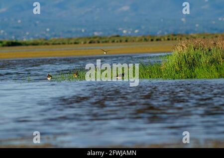 À ailes noires et Numenius phaeopus sur l'eau de la lagune de recherche nourriture avec d'autres oiseaux aquatiques Banque D'Images