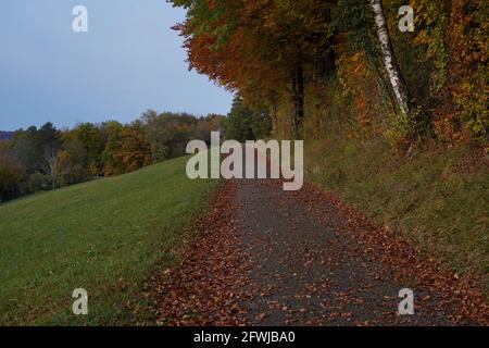 Paysage d'automne en Suisse avec une petite route de campagne recouverte de feuilles sèches. Banque D'Images