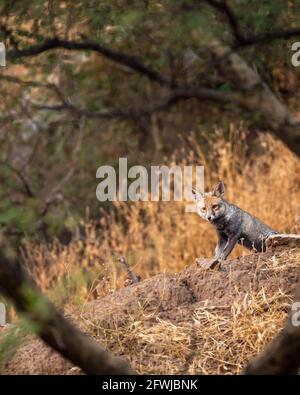 renard à pieds blancs ou renard du désert sur la roche à ranthambore parc national rajasthan inde - vulpes vulpes pusilla Banque D'Images