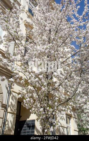 Bonn Alrstadt, Kirscheblüten Banque D'Images