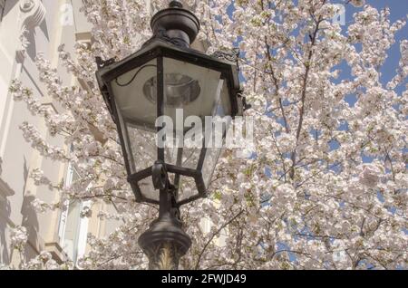 Bonn Alrstadt, Kirscheblüten Banque D'Images