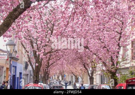 Bonn Alrstadt, Kirscheblüten Banque D'Images