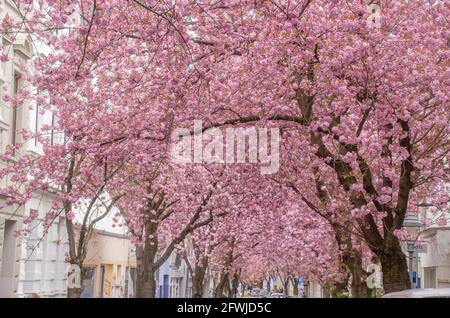 Bonn Alrstadt, Kirscheblüten Banque D'Images