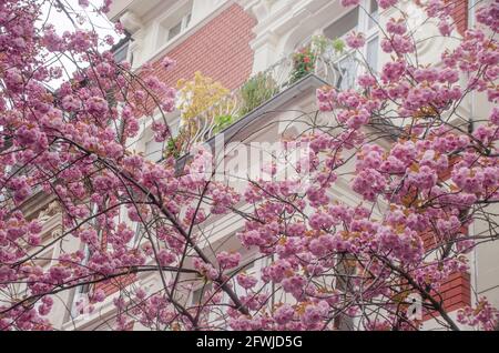 Bonn Alrstadt, Kirscheblüten Banque D'Images
