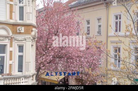 Bonn Alrstadt, Kirscheblüten Banque D'Images