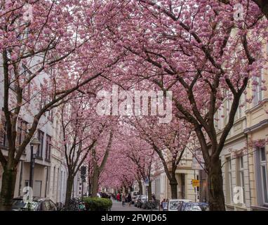 Bonn Alrstadt, Kirscheblüten Banque D'Images